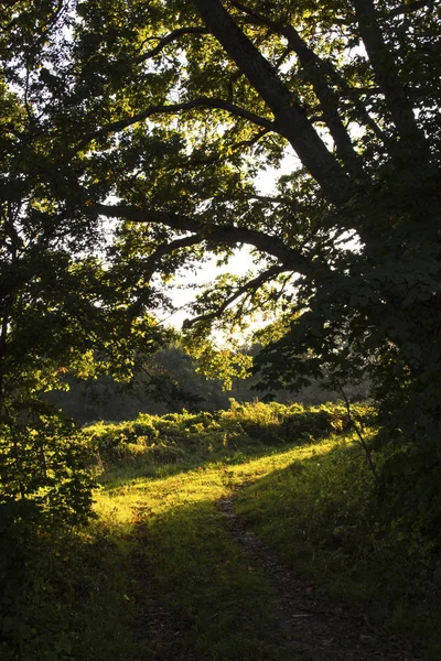Raio Sol Uma Densa Floresta Escura — Fotografia de Stock