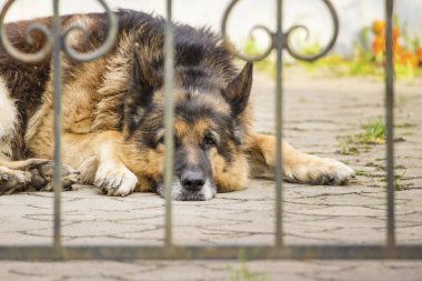 çit dışında üzücü köpek sahibini bekliyor
