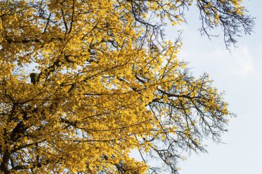 Gökyüzüne karşı sarı yaprakları ile sonbahar dallar