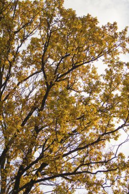 Gökyüzüne karşı sarı yaprakları ile sonbahar dallar