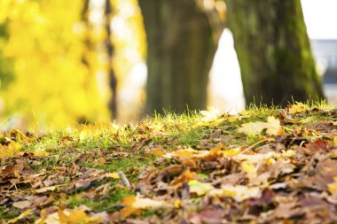 parkta çim üzerinde kuru sonbahar yaprakları