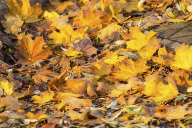 düşen sarı yapraklar yığını