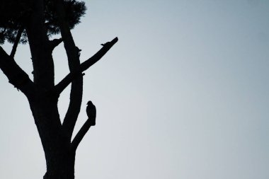 belgili tanımlık kuş are dalda