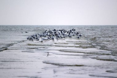 bir sürü martı bulutlu hava denizin ortasında bir iskelede