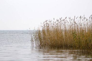 denizin ortasında sarı sazlık çalılıkları