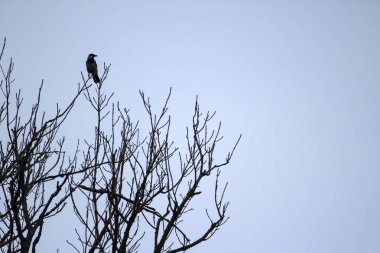 belgili tanımlık kuş are dalda