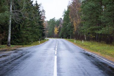 Islak asfalt yolun ortasında ormanda bulutlu hava
