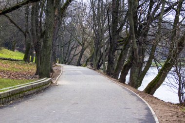 Bir sonbahar park bulutlu gri ağaçlar
