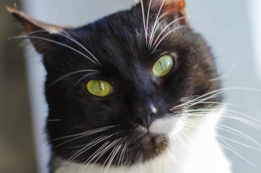 Güneş ışınları altında güzel bir kara kedi namlu