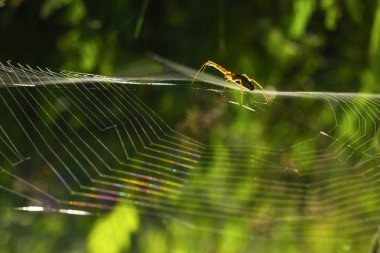Örümcek örümcek ağı üzerinde oturur 