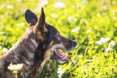 güzel kahverengi köpek alanında yürüyen