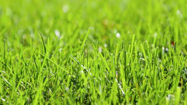 güzel yumuşak yeşil çimen, arka plan, doku