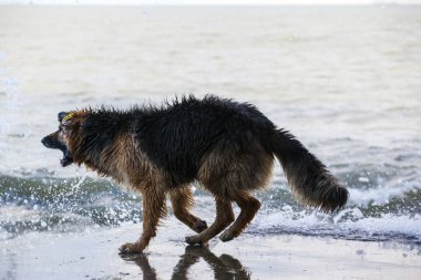 Denizin dalgaları ile oynamak yanında ıslak köpek