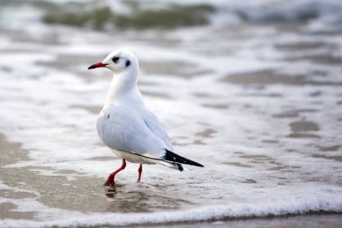 Sahilde bir martı sürüsü