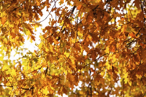 Желтый Осенний Дуб Листья Фона — стоковое фото