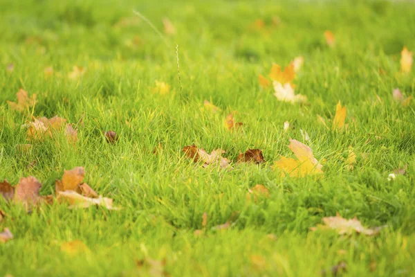 노란색 잔디에 나뭇잎 — 스톡 사진