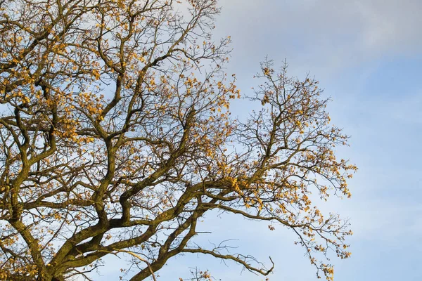 Осенние Ветви Желтыми Листьями Против Неба — стоковое фото