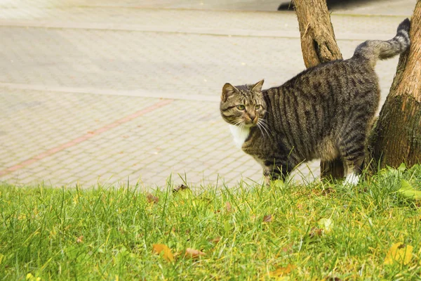 거리의 고양이 — 스톡 사진