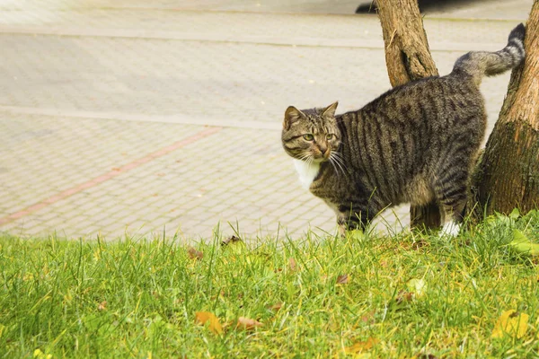 sokak kedi ağaç işaretler