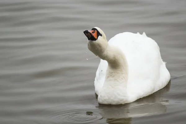 Belo Cisne Branco Água Potável — Fotografia de Stock