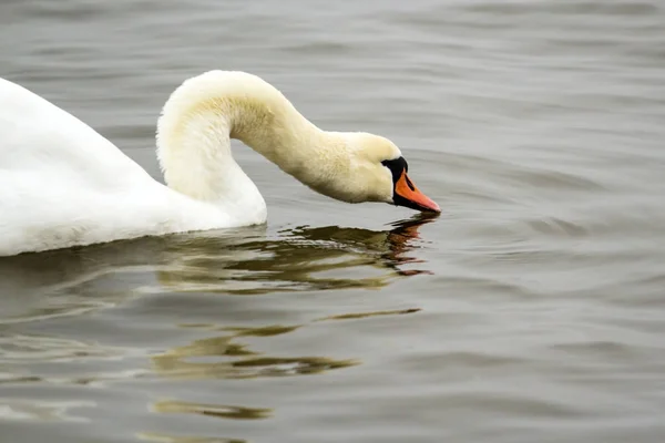 Belo Cisne Branco Água Potável — Fotografia de Stock