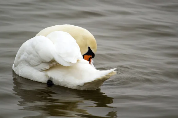 Belo Cisne Branco Água — Fotografia de Stock