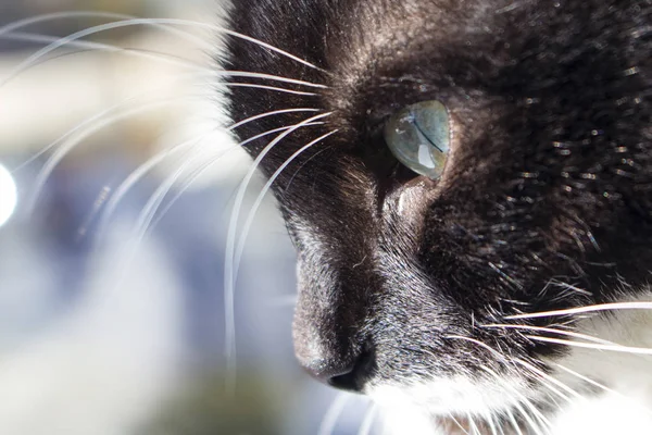 Snuit Van Een Mooie Zwarte Kat Onder Stralen Van Zon — Stockfoto