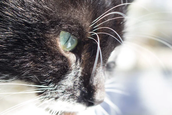 Muzzle Beautiful Black Cat Rays Sun — Stock Photo, Image
