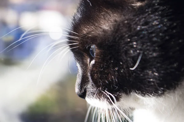 Hlaveň Krásná Černá Kočka Pod Paprsky Slunce — Stock fotografie