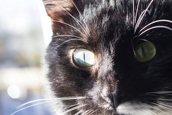 Hlaveň Krásná Černá Kočka Pod Paprsky Slunce — Stock fotografie