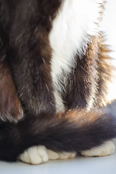 Mooie Witte Pluizige Cat Borst — Stockfoto