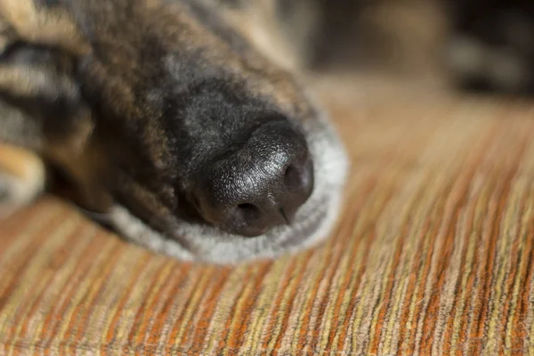 Close Muzzle Sleeping Dog — Stock Photo, Image