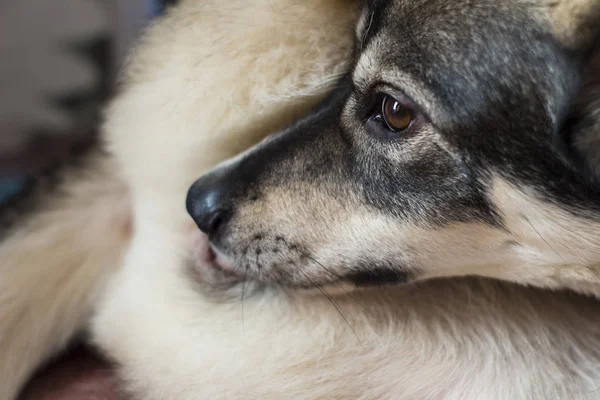 Dog Licking Itself — Stock Photo, Image