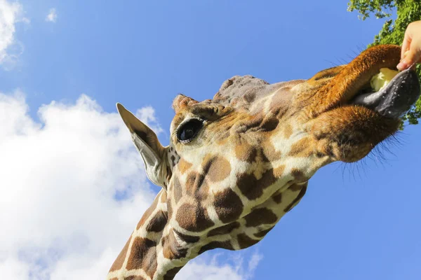 Alimente Girafa Com Mãos Zoológico — Fotografia de Stock