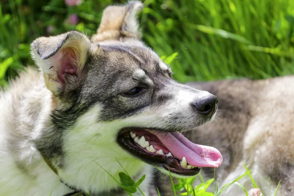 Cão Branco Cinza Está Aquecendo Sol — Fotografia de Stock