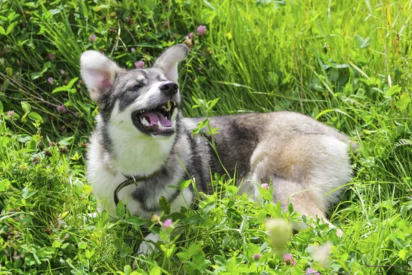 a white gray dog is basking in the sun