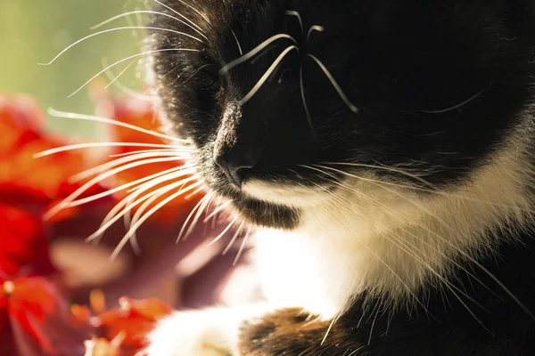 Mooie Kat Naast Droge Bladeren — Stockfoto