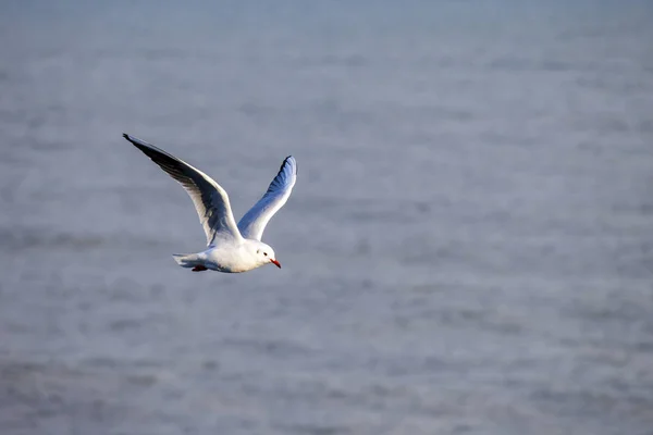 Une Mouette Volante Sur Ciel — Photo