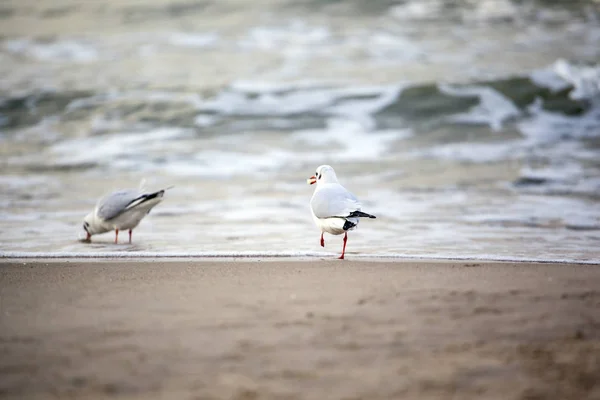 Eine Schar Möwen Strand — Stockfoto