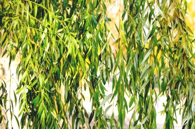 söğüt dalları, arka plan, tonda yapraklarda