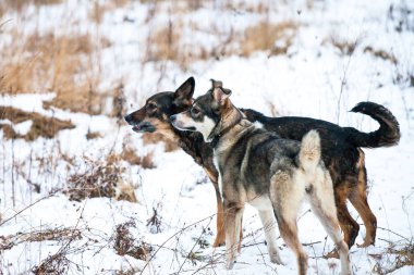 karla kaplı doğa üzerinde iki dost köpekler