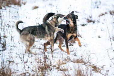 iki köpek doğada oynuyorlar