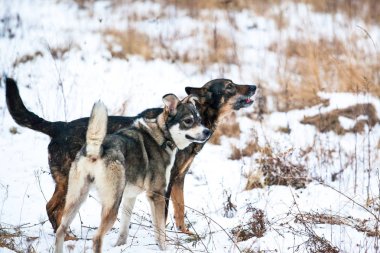 karla kaplı doğa üzerinde iki dost köpekler