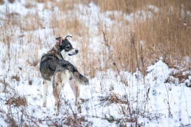 karla kaplı bir alan üzerinde gri bir köpek