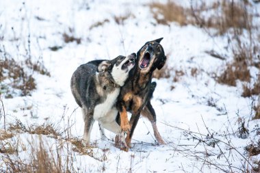 iki köpek doğada oynuyorlar