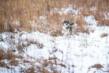 karla kaplı bir alan üzerinde gri bir köpek