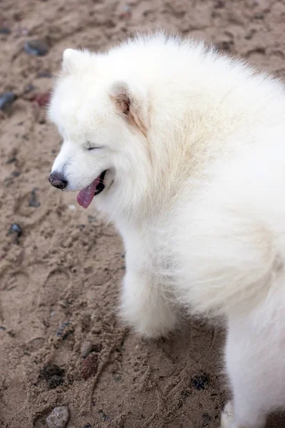 Grande Cão Branco Fofo — Fotografia de Stock