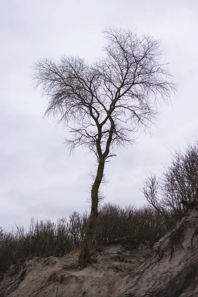 Yalnız Ağaç Yamaç — Stok fotoğraf