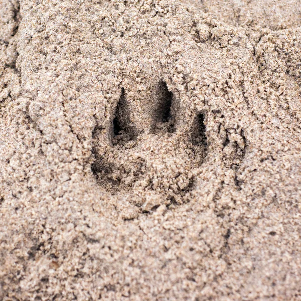 Hond Track Het Zand — Stockfoto