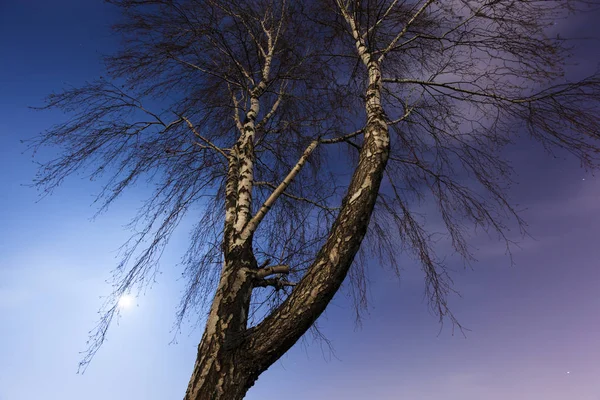 Betulla Uno Sfondo Del Cielo Notturno — Foto Stock